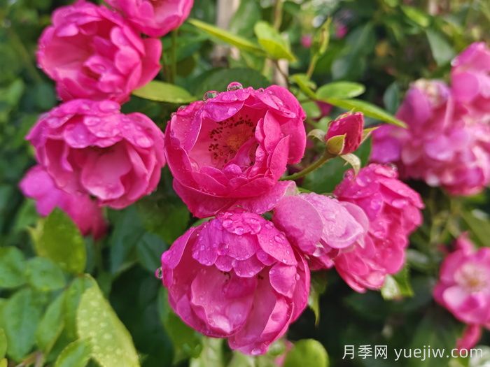 月季文化：花中皇后，愛的使者(圖1)