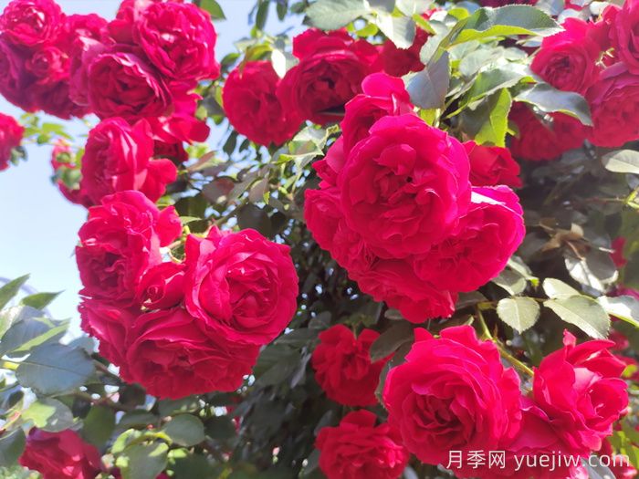 月季文化：花中皇后，愛的使者(圖2)