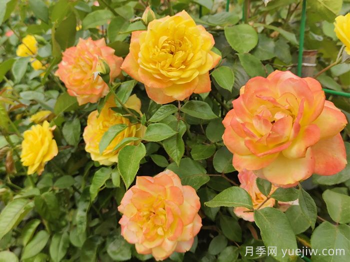 月季文化：花中皇后，愛的使者(圖4)