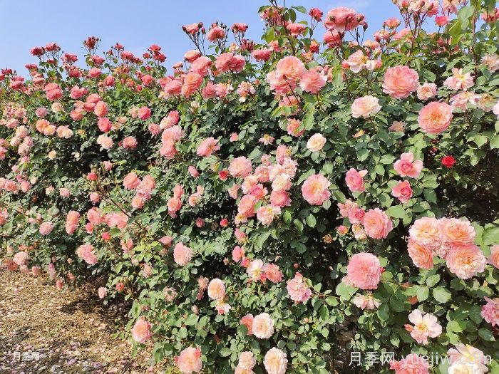 藤本月季知識科普，生長習性、經典品種及種植要點(圖1)