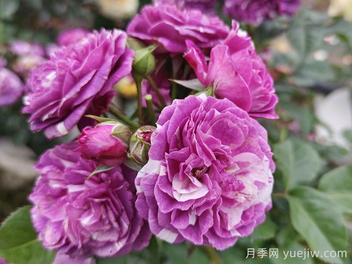 50種綠植花卉大全，值得收藏(圖1)