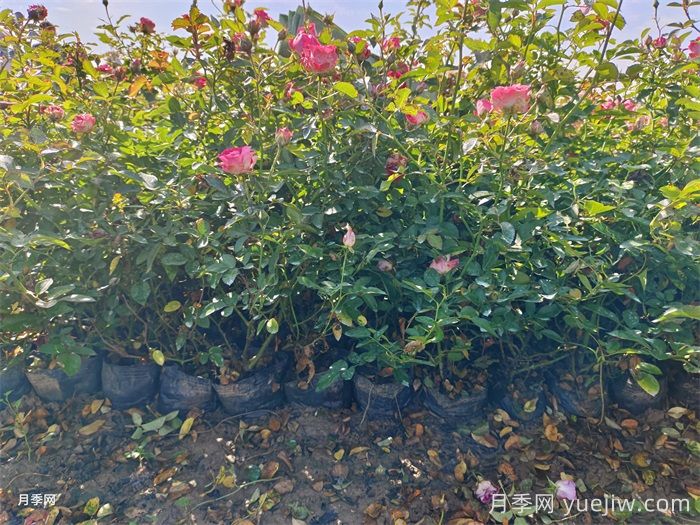 盆栽微型月季的養(yǎng)殖辦法，做好三點開花不斷(圖1)