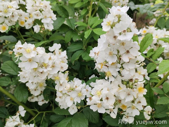 如果有個院子，一定要種一棵薔薇(圖2)