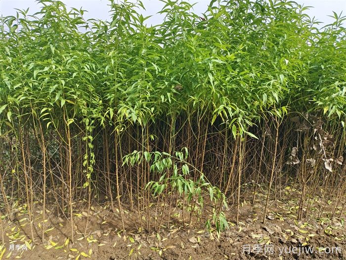 桃樹苗定植栽植的注意事項(圖2)