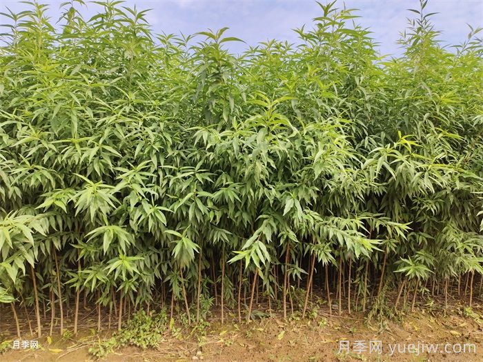 桃樹苗定植栽植的注意事項(圖1)