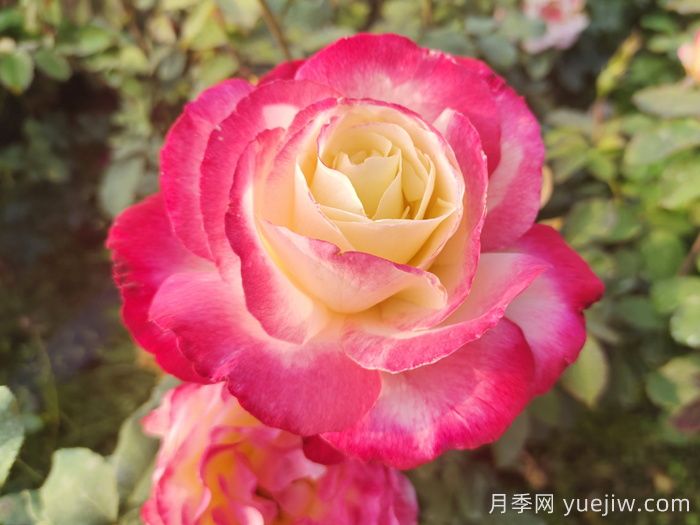 萬中選五種，適合月季控的城市陽臺月季花(圖2)