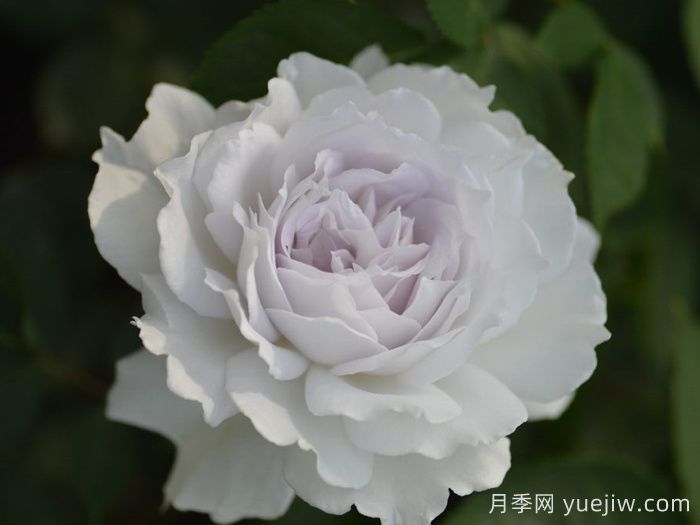 萬中選五種，適合月季控的城市陽臺月季花(圖3)
