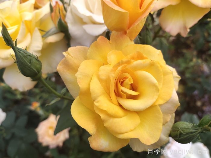 現(xiàn)代月季的分類(lèi)及特點(diǎn)(圖1)