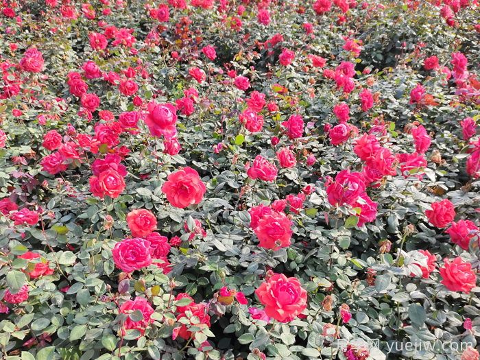 賞中國月季文化，詩詠月季花(圖2)
