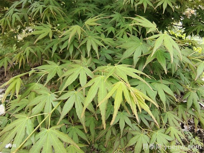 170種綠化喬木別名知多少？(圖2)