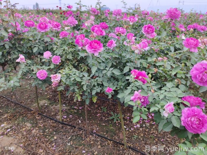 ?半陰環(huán)境光照不足如何養(yǎng)好月季花？(圖1)