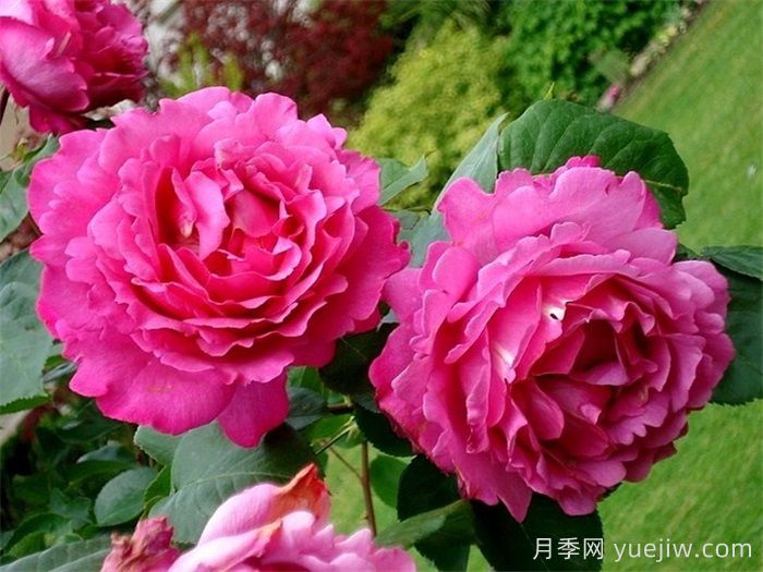 伊芙伯爵月季，伊芙系列開山鼻祖(圖2)