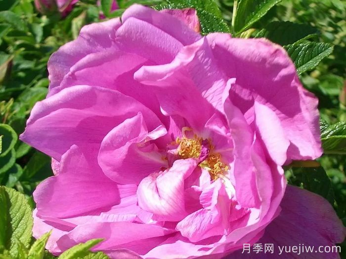 粉紅跑者月季/粉紅走鵑(圖1)
