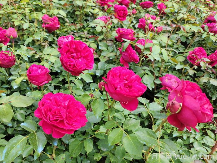 紅色龍沙寶石藤本月季，大花艷麗，花量超多(圖1)