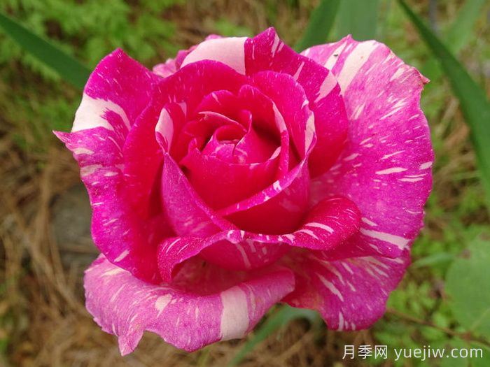摩登時代月季/糖果條紋月季(圖2)