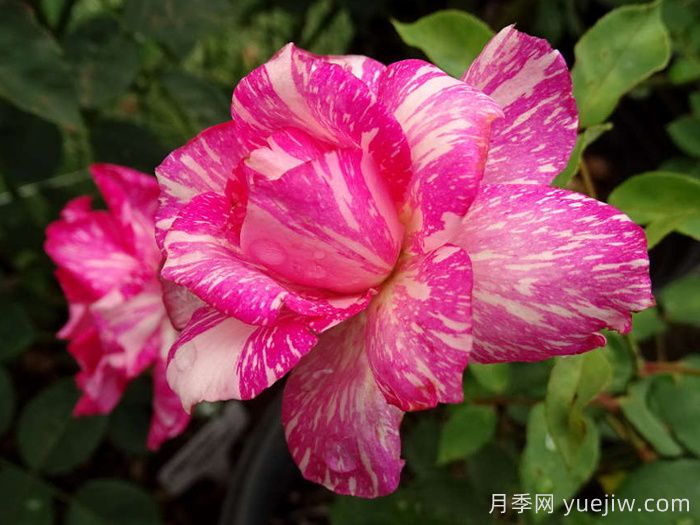 摩登時代月季/糖果條紋月季(圖1)