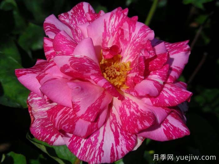 摩登時代月季/糖果條紋月季(圖3)