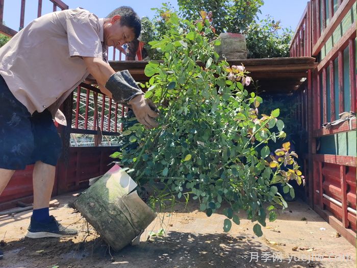 月季花的修剪技巧是什么？如何讓月季花開得更漂亮？(圖1)