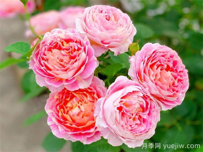 推薦7款月季花品種，夏季也能快樂綻放(圖1)