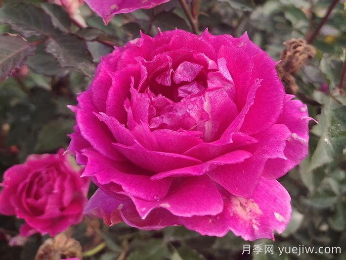 推薦7款月季花品種，夏季也能快樂綻放(圖2)