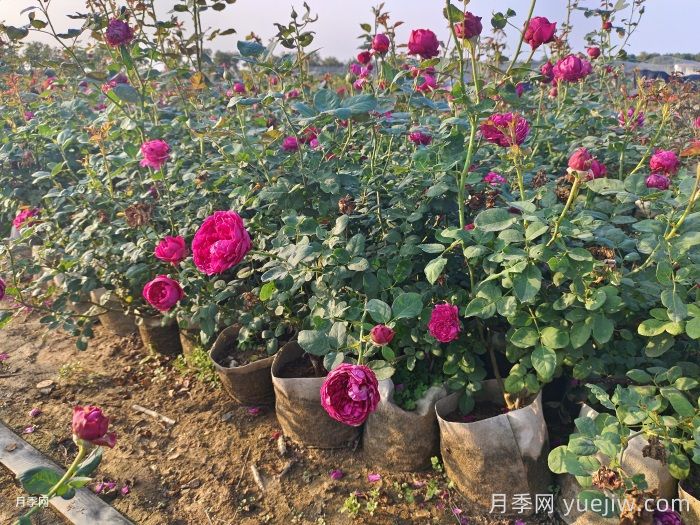網(wǎng)購回來的月季不開花是怎么問題？(圖3)