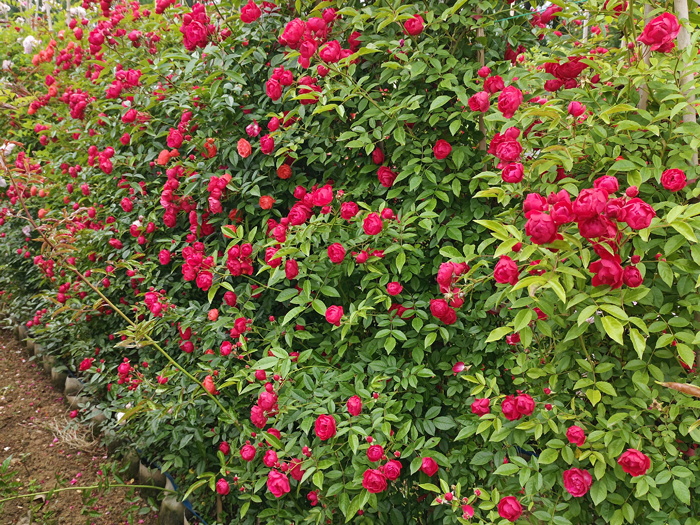 紅木香，爬藤霸主，生長快花量多        (圖2)