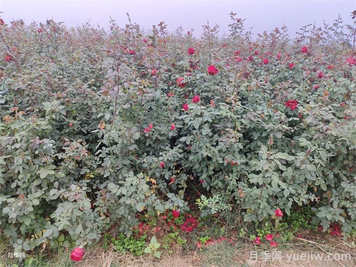 月季產(chǎn)生肥害，月季花施肥的正確方法是什么？  (圖1)