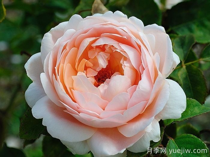 推薦10種灌木月季，適合陽臺(tái)庭院的品種(圖3)
