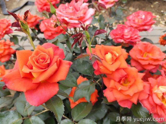 月季白粉病怎么防治？月季白粉病的原因和治療(圖3)