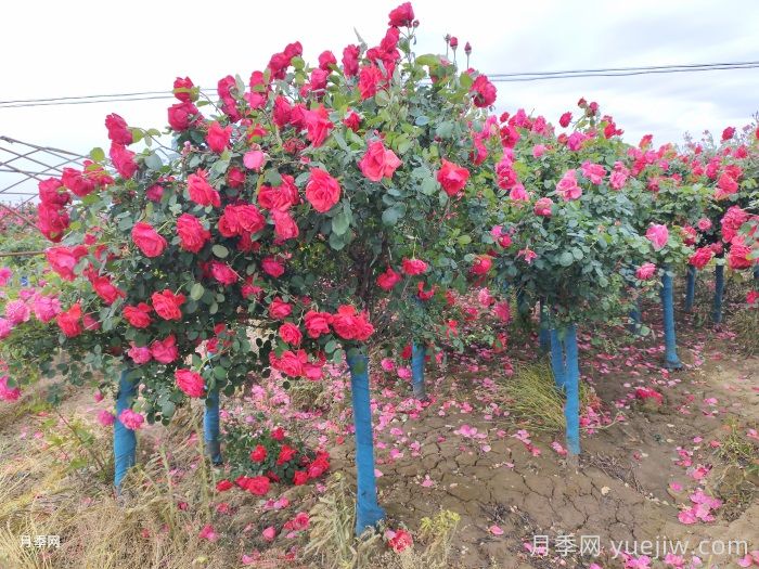 園林景觀工程包含哪些具體施工項目和施工標準？(圖3)