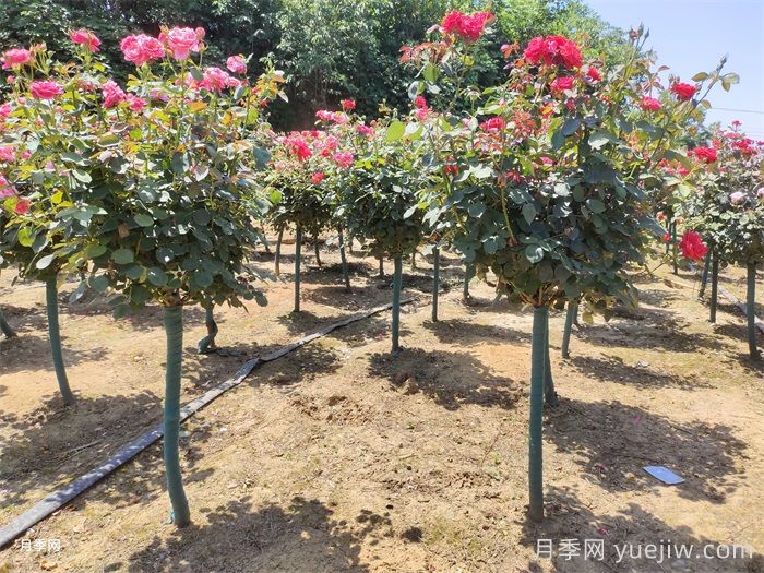 樹(shù)狀月季和園林植物栽植養(yǎng)護(hù)常見(jiàn)問(wèn)題(圖1)