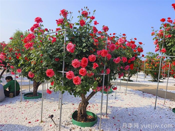 如何打造一個(gè)月季花園？品種選擇、花園規(guī)劃、工具準(zhǔn)備(圖2)