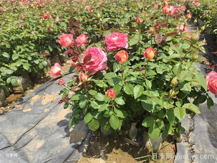 如何打造一個(gè)月季花園？品種選擇、花園規(guī)劃、工具準(zhǔn)備(圖3)