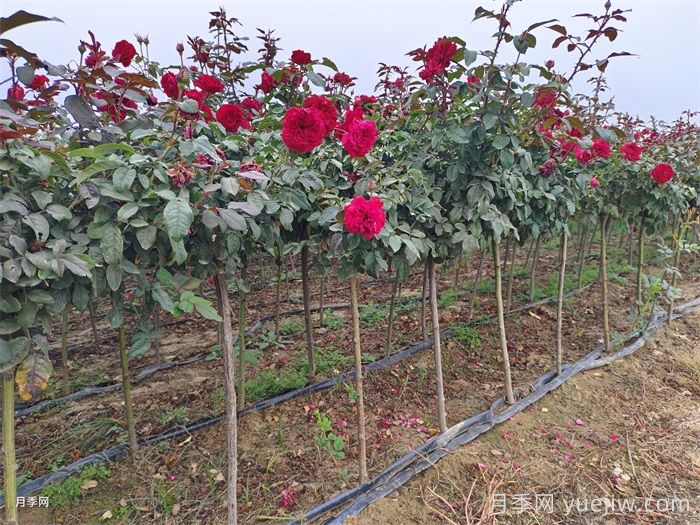 春季如何提高園林工程中新栽植物的成活率？(圖1)