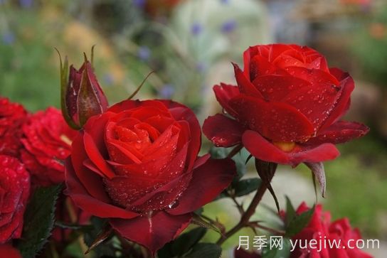 月季推薦，日蝕王陽臺月季(圖1)