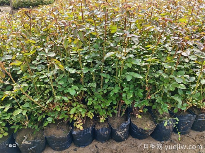 春季苗木移栽沒有成活，總結(jié)苗木死亡的八大原因(圖1)