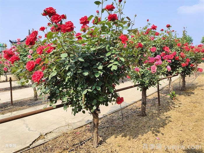 什么是花園一級養(yǎng)護標準？(圖1)