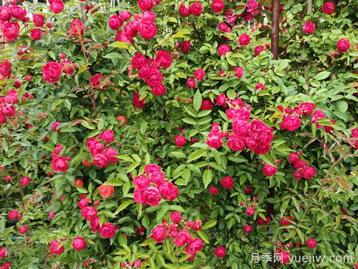 推薦13個(gè)藤本植物爬到花墻，開出一片花海(圖2)