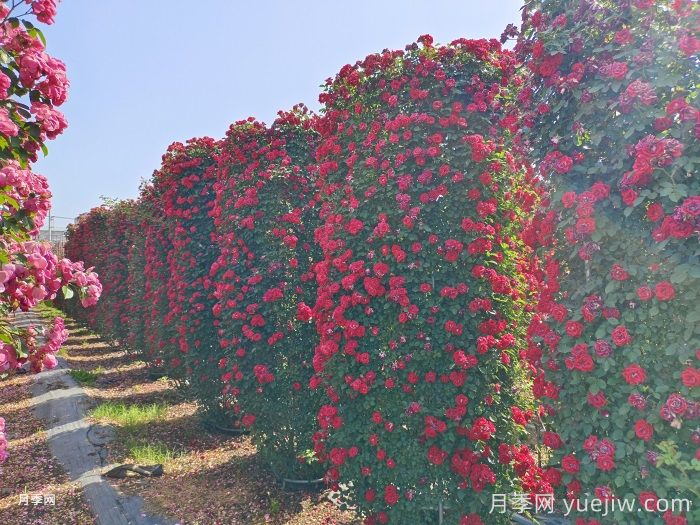 推薦13個(gè)藤本植物爬到花墻，開出一片花海(圖1)