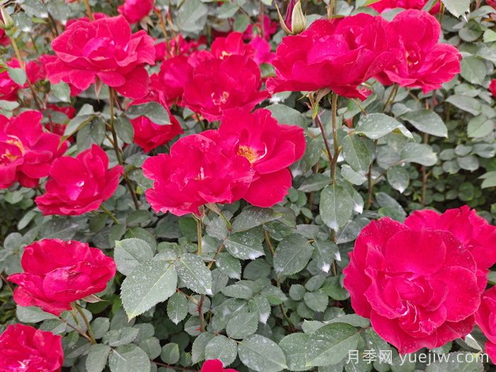 南陽(yáng)紅帽子月季基地批發(fā)(圖1)