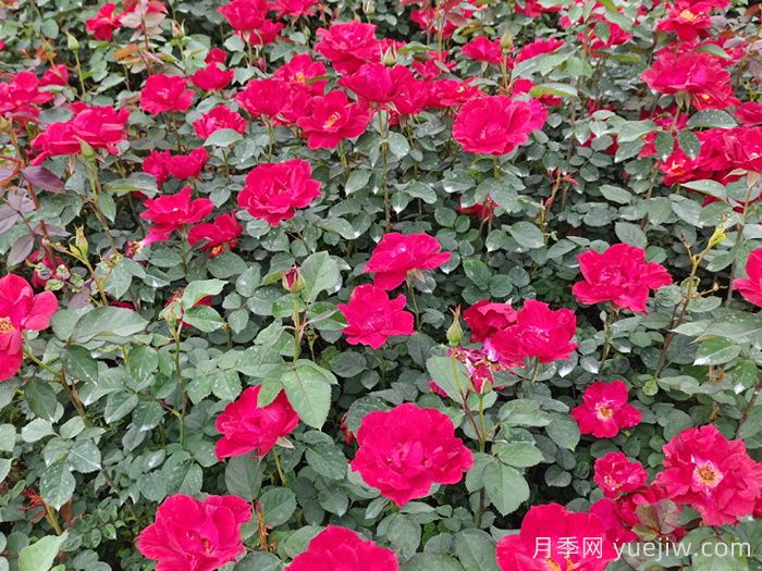 南陽(yáng)紅帽子月季基地批發(fā)(圖2)