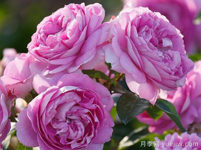 切花月季的病蟲(chóng)害防治(圖1)