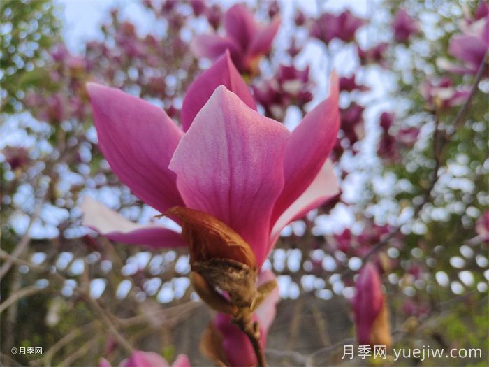 玉蘭花開，七個玉蘭品種推薦(圖2)