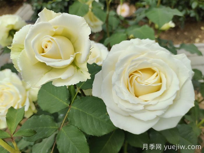 白色月季推薦，坦尼克月季(圖1)