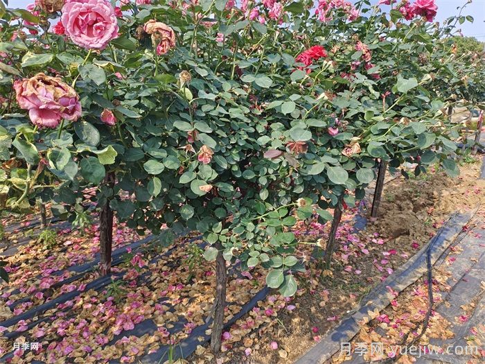 綠化樹(shù)樁月季種植規(guī)范(圖1)