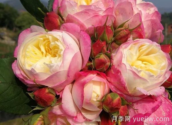 月季推薦，和室月季(圖1)