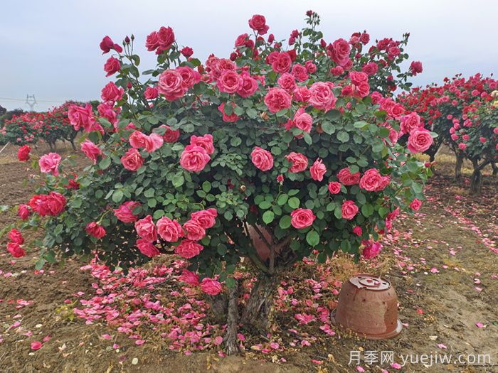 三月如何加強(qiáng)園林樹狀月季養(yǎng)護(hù)？(圖2)