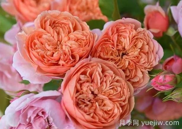 月季推薦，絲綢之路月季(圖1)