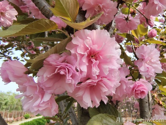 櫻花花期多長(zhǎng)時(shí)間？國(guó)內(nèi)有名的賞櫻花景點(diǎn)(圖1)