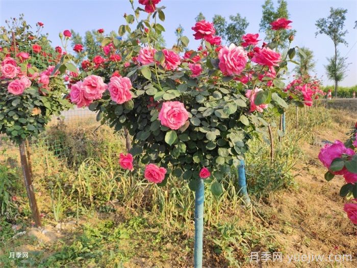 怎樣讓新栽的月季樹快速生根？(圖2)